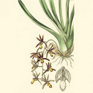 Elegant Orchid II