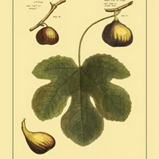 Fig Leaf I