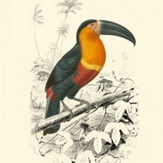 Birds of Costa Rica I