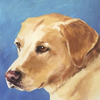 Dog Portrait-Yellow Lab