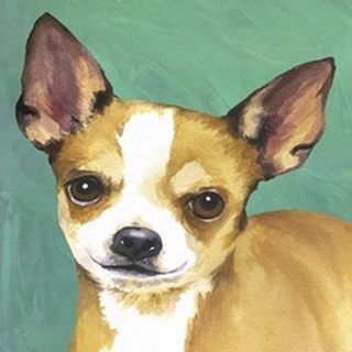 Dog Portrait-Chihuahua