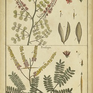 Diderot Antique Ferns II
