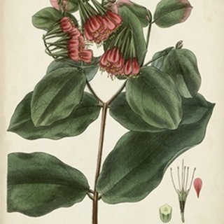 Antique Foliage and Fruit IV