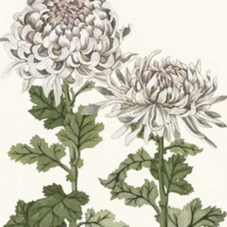 Early Spring Chrysanthemums II