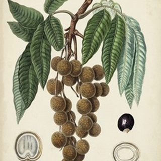 Antique Foliage and Fruit III