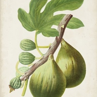 Antique Fruit IV