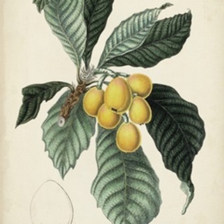 Antique Foliage and Fruit VI
