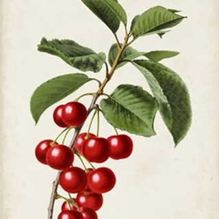 Antique Fruit II