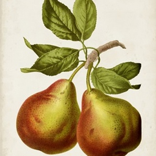 Antique Fruit XI