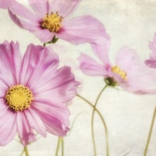 Pink Cosmos I