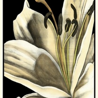 Graphic Lily III