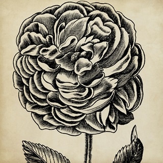 Graphic Floral VII