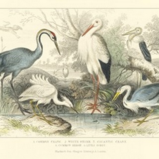Herons, Egrets and Cranes