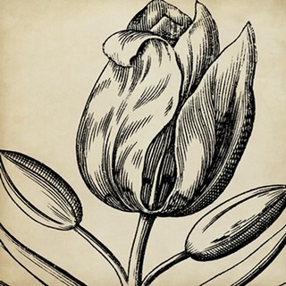 Graphic Floral VI