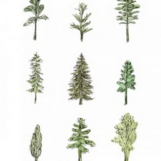 Collected Pines I