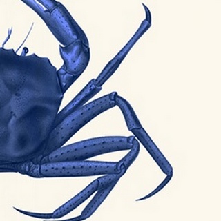 Contrasting Crab in Navy Blue b