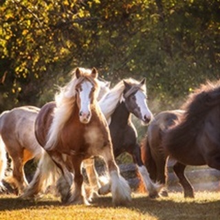 Sunlit Horses III