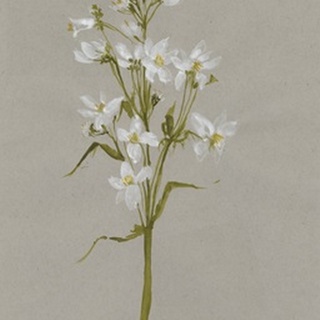 White Field Flowers I