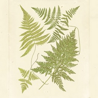 Ferns with Platemark VI