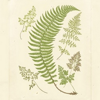Ferns with Platemark IV