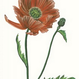 Poppy Flower III