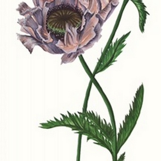 Poppy Flower IV
