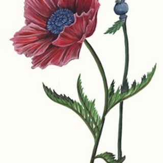 Poppy Flower II