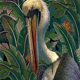 Primal Pelicana