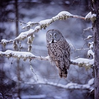 Owl in the Snow II