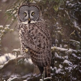 Owl in the Snow I