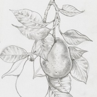 Fruit-Bearing Branch III