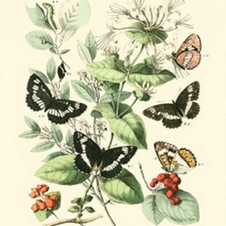 Garden Butterflies I