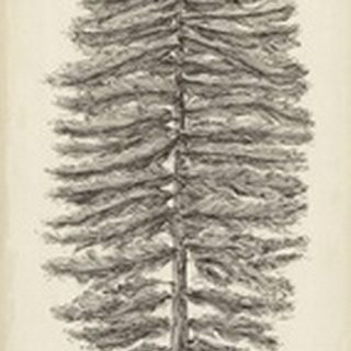 Pacific Northwest Tree Sketch II