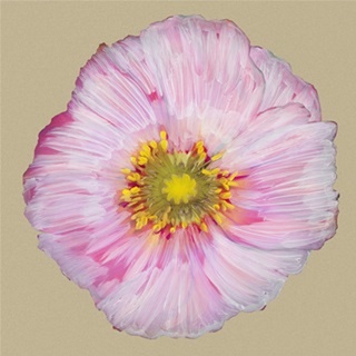 Poppy Blossom III