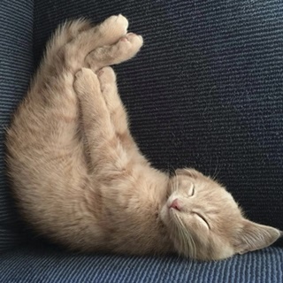 Cat Yoga VII