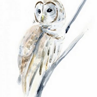Arctic Owl I