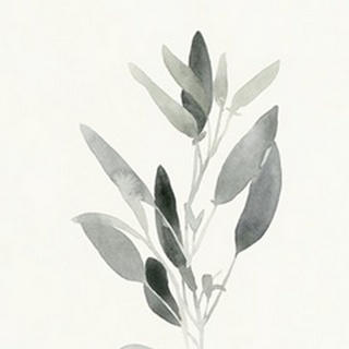 Delicate Sage Botanical IV