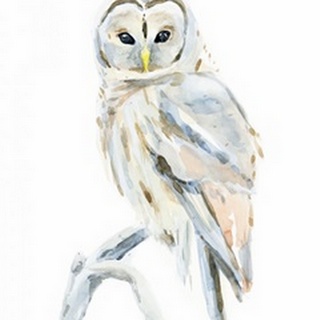 Arctic Owl II