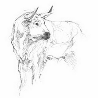 Bull Study II