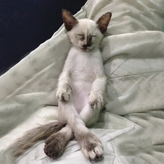 Cat Yoga II