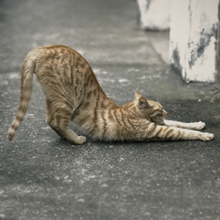 Cat Yoga VIII