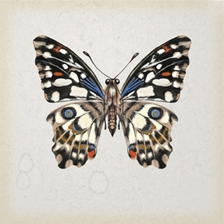 Butterfly Study II