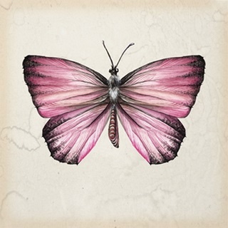 Butterfly Study IV
