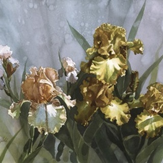 Hadfield Irises I