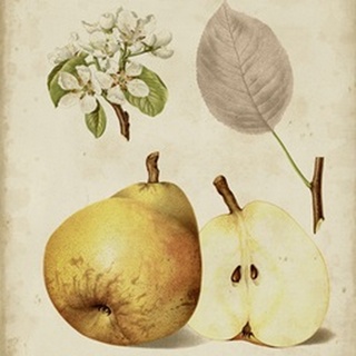 Harvest Pears II