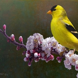 Goldfinch Flowers