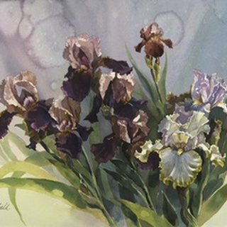 Hadfield Irises IV