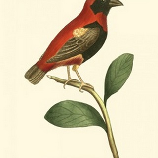 Crimson Birds I