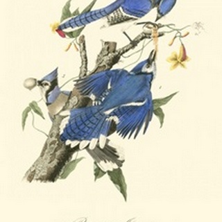 Audubon Blue Jays