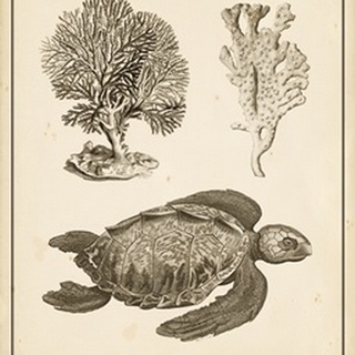 Sea Turtle Study I
